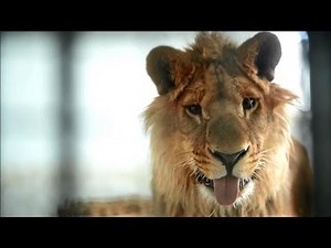 New life at Kabul zoo for lion who lived on a rooftop
