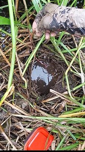 51K views · 1.2K reactions | mancing belut pake toples merah ajaib!!! | ANTU AER Fishing | Facebook