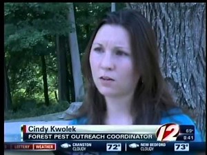 Asian Longhorned Beetle