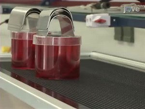 The Spared Nerve Injury SNI Model of Induced Mechanical Allodynia in Mice