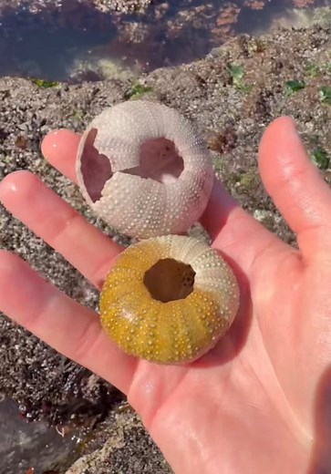 Here Are 3 Wild Animals You Can Find In A Tide Pool, And I Bet You Didn’t Know This ‼️😱 Starfish use hundreds of tiny tube feet to grip rocks, move around, and handle food, which is exactly why you should never pull one off the rocks. Trying to peel one loose can damage those feet and badly hurt it. Hermit crabs are just as crazy because they do not grow their own shells. They have to find empty shells from other animals to protect their soft bodies, and when they outgrow one, they need to find
