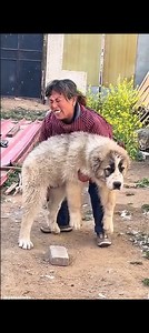 10K views · 235 reactions | “She Tried to Lift Her Puppy… BIG Mistake ” #fblifestyle #reelschallenge #fypシ #explore #foryouシ #StarsEverywhere #tibetanmastiff #alabai #fblifestyle #centralasianshepherd #kangal #usa #uk #viralreelschallenge #guarddog #puppy #alabai #fb #CommunityEngagement #seniordog #viralvideo | Sumit Kumar Sinha | Facebook