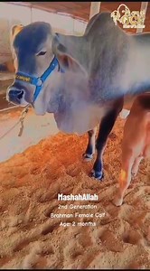 1.8K views · 22 reactions | کام کرو ایسا کہ نام بن جائے  The Magnificent Home Bred of Our Farm  JANA  *Age 2 months , 2nd Generation Female Brahman Calf* NOT FOR SALE (For Breeding)  *OCF - OWAIS CATTLE FARM*  *THE HOUSE OF BRAHMANS*  WhatsApp Contact : 03490216068 Locations : Jameel Memon Colony, Superhighway Karachi #OCF #OwaisCattleFarm #houseofbrahmans #brahmanbreeding | Karachi Sohrab Goth Cow Mandi-Bakra Eid In Pakistan | Facebook