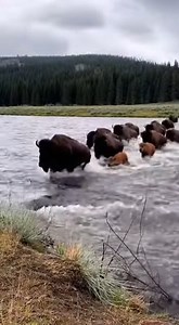 3.3K views · 39 reactions | Bison crossing the Colorado River rely on...