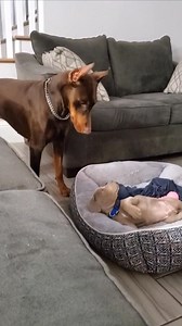 606K views · 13K reactions | What the heck is this?? #Maximus #King #doberman #dobermanpinscher #pitbull #puppy #dogreels | Pretty_Pebbles936 | Facebook