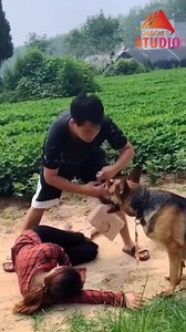 Chien intelligent très intelligent aidant les gens | Mistermo0 Mindset