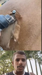 24K views · 58 reactions | Why are horse balls cut or groomed? #reelsfbシ #viralvideochallenge #shortsreels | Yogesh Prajapati | Facebook