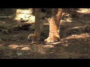 Indiana Natural Resources commission asks for input on bobcat trapping rules