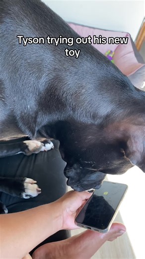 would you like to play with him? #trainingdogs #dogtrainer