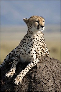 Africké kočky: Království odvahy (2011) | Videa - Trailer | ČSFD.cz