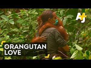 The Orangutan Whisperer