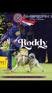 1.3K views · 14 reactions | This week's Cover Dog "Roddy" MBIS MBISS...