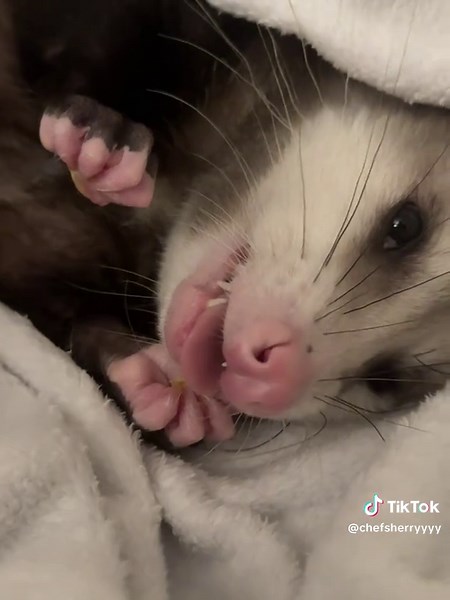 Wake Up Rosie Posie: A Cute Morning Routine