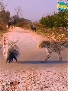 funny 56 animals | Afrodita Dance