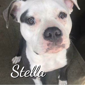 UPDATE: Stella has been rescued! 6/26/24 CODE RED - EUTH LISTED. Cute Stella Needs Rescue commitment by 6/25/24 or she will be euthanized by OC Animal Care. *** $500 donation for Stella to a 501c3 rescue that pulls her with freedom photos and verifiable plan. Shelter notes: 4/28/24 behavior: friendly, tail wagging, takes treats gently. 5/11/24 behavior: very friendly. Stella was returned for attacking small dog in the home after he came home from the groomer. Either he smelled or looked differen