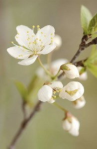 How to Remove the Flower Buds From a Year-Old Apple Tree