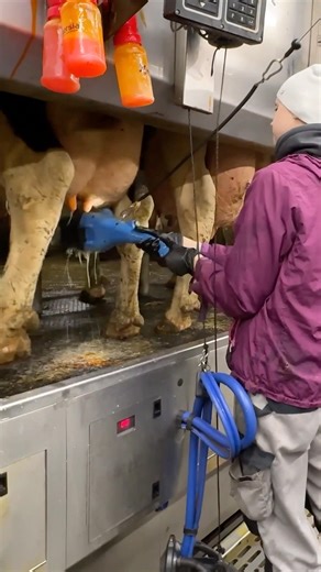 🐄⚡ Udder Wash to Full Milking – Watch Farm Girl Handle Milking Machines Perfectly