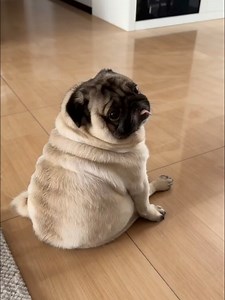 パグと暮らす日常｜かわいい愛犬パグの紹介