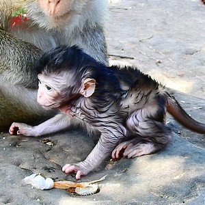 1K views | Wow...wow... little wet newborn monkey learn to walking, Really cute baby monkey, Monkey Camp 12.677K | MonkeyCamp | Facebook