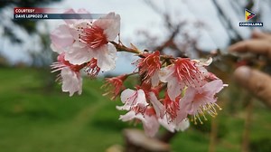 #KangrunaanADamag | Cherry Blossoms idiay Atok, Benguet, agaw-imatang kadagiti turista | PTV Cordillera