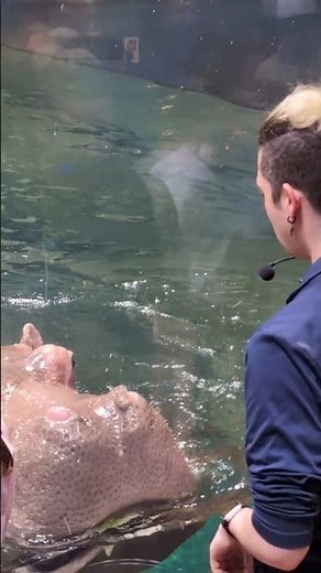 Up Close with Hippos at Adventure Aquarium! 🦛✨ #Shorts