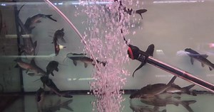 18-22cm Sailmon tail catfish just came in!! | Aquatico Aquarium