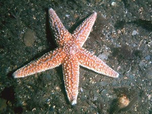 Common starfish - Alchetron, The Free Social Encyclopedia