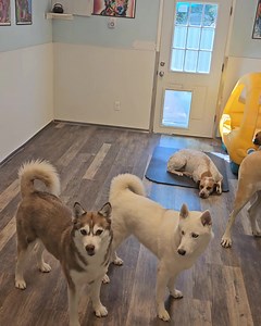 Denali and Jager playing until they realize they've been spotted. | Bark Central LLC | Facebook