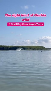 2.9K views · 11 reactions | Unpopular opinion: dolphin sightings at Shell Key Preserve are overrated… said NO ONE EVER!! While we can’t promise wildlife sightings, we can promise you’ll have a blast searching for incredible marine life along the way! | Get Up And Go Kayaking | Facebook