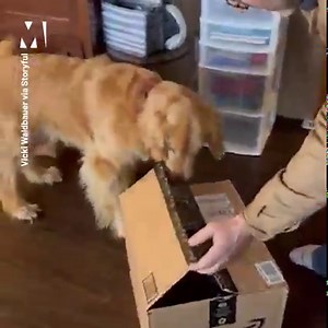 59K views · 2.9K reactions | This adorable golden retriever could barely contain his excitement as his humans introduced him to the newest member of the family  | Metro | Facebook