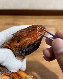 Shedding this Lizard's skin🦎 | Simple Life