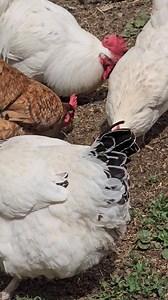 Sunflower seed frenzy 😋 | Warren Peace Bunny Sanctuary