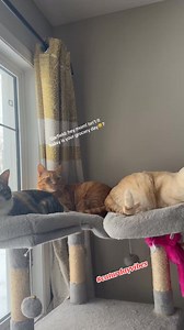 #cats #bored | W Saragosa Barona