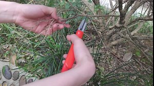 YIYITOOLS Pruning Shears, One-Hand Garden Shears, Gardening Hand Tools Tree Trimmers with Rubber Handles, Pruning Scissors with Titanium Coated Stainless Steel Blades, Gift For Gardeners