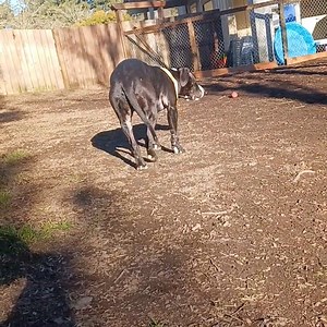 Heartland Humane Shelter & Care on Reels | Facebook