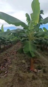 36K views · 484 reactions | BANANA FARMING MANAGEMENT During First...