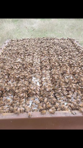 #abeilles #marchélocal #miel #apiculture #MOSL | L'Abeille de Lorraine