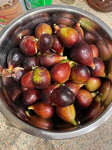 10 Black Mission Fig Cuttings - Fresh Cut - Etsy