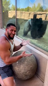 114K views · 2.5K reactions | Silverback Gorilla Lifts 500kg Stone...