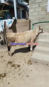 14K views · 80 reactions | 6005798105. Asalamualaikum hope all friends are fine 2nd lactation cow with calf 4.5 months old is looking for new home at BUDGAM. Ai injected 2 months 11ltr milk present Call him for more details 6005798105. #cows #post #viralvideochallenge Follow sheep seller ang For ADD PROMOTION CONTACT 77808 37312 Thanks to all brothers who support  ❤️   | sheep seller ang | Facebook
