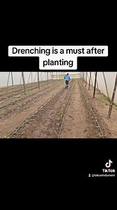 Drenching after planting is crucial for several reasons: 1. Moisture Retention: It helps ensure that the soil is adequately hydrated, which is essential for new plants to establish their roots. 2.Soil Settling: Drenching helps settle the soil around the roots, eliminating air pockets that can hinder growth. 3.Nutrient Distribution: Water helps dissolve nutrients in the soil, making them more accessible to the plant. 4.Transplant Shock Minimization: Adequate watering can reduce stress on new plan