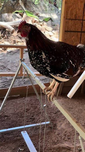 ✨Bailey Shoemaker✨ on TikTok