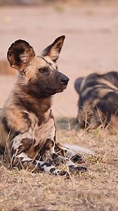 57K views · 169 reactions | Did you know…. Wild dogs, also known as...