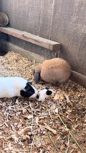 Rancho Grande Ojai on TikTok