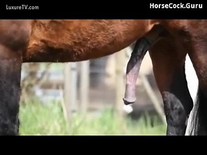 Horse Flare compilation