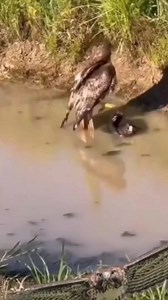14M views · 10K reactions | Amazing hunting white eagle hunting a big duck #falcon #Amazing | Pakistani falcons | Facebook