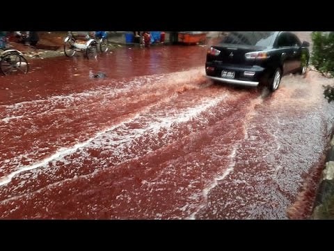 Animal Sacrifices Turn Dhaka Streets Into Rivers Of Blood