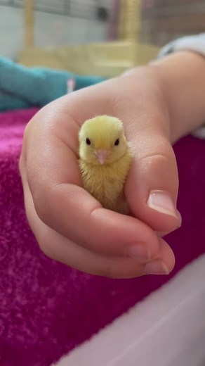 Blink blink My daughter is handling her baby quail daily and they’re already calm in her presence #calm #quail #quails #quailofinstagram #birb #birbstagram #quailegg #quaileggs #quailchick #quailchicks #cutequail #quailforever #buttonquail #cute #adorable #quails #Wachtelmama #quailslove #breedingquail #cute #life #hatchingchicks #breeding #chicks #cuteanimals #beauty #beautiful #tiny #small #perfect #cuddles #love | Eggs and Fluff