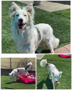 Elliott agrees! From previous post- Happy Saturday and thank you to April, Sandra, anonymous amazon donor and others for the toy donations! We'll post a few more photos but the boys all agree... the pool is so much for fun filled with toys 🤪🤣 https://aussierescuesandiego.org/adopt-dog/ | Aussie Rescue San Diego