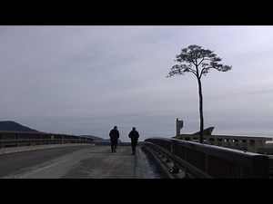 Tsunami 'Pine of hope' dying but not its legacy